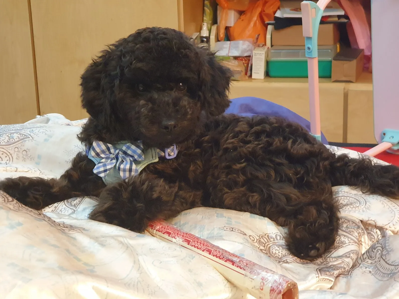 酷寶貝寵物美容工作坊