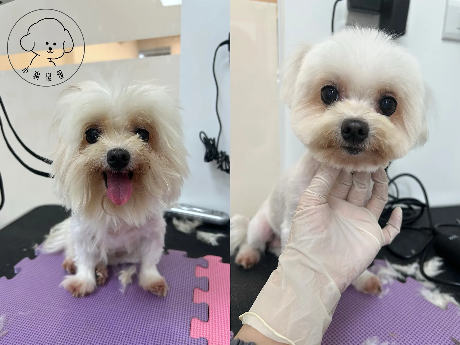 小狗慢慢寵物美容