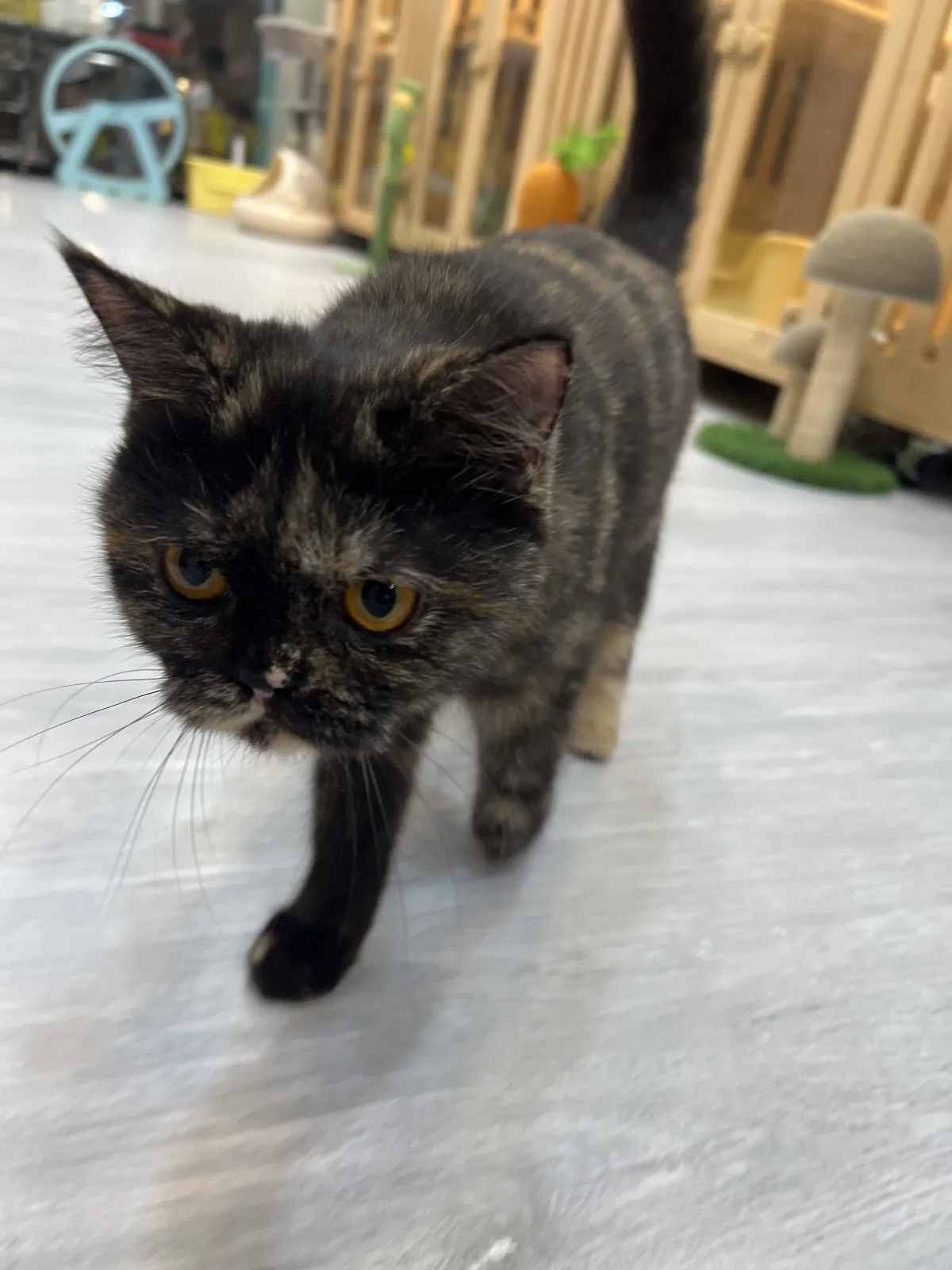 後空翻的貓貓舍