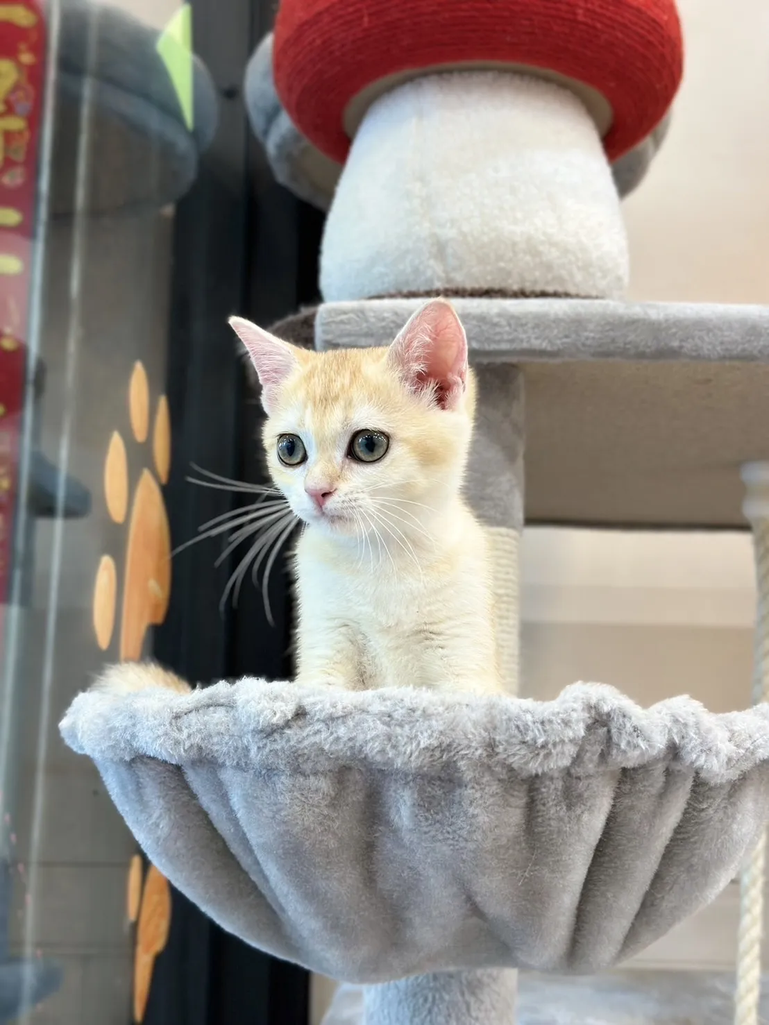 後空翻的貓貓舍