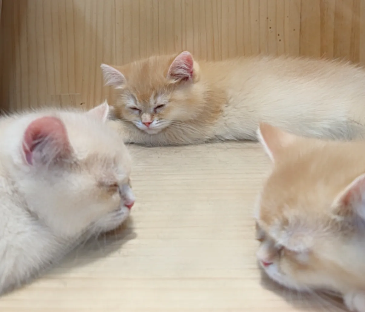 後空翻的貓貓舍