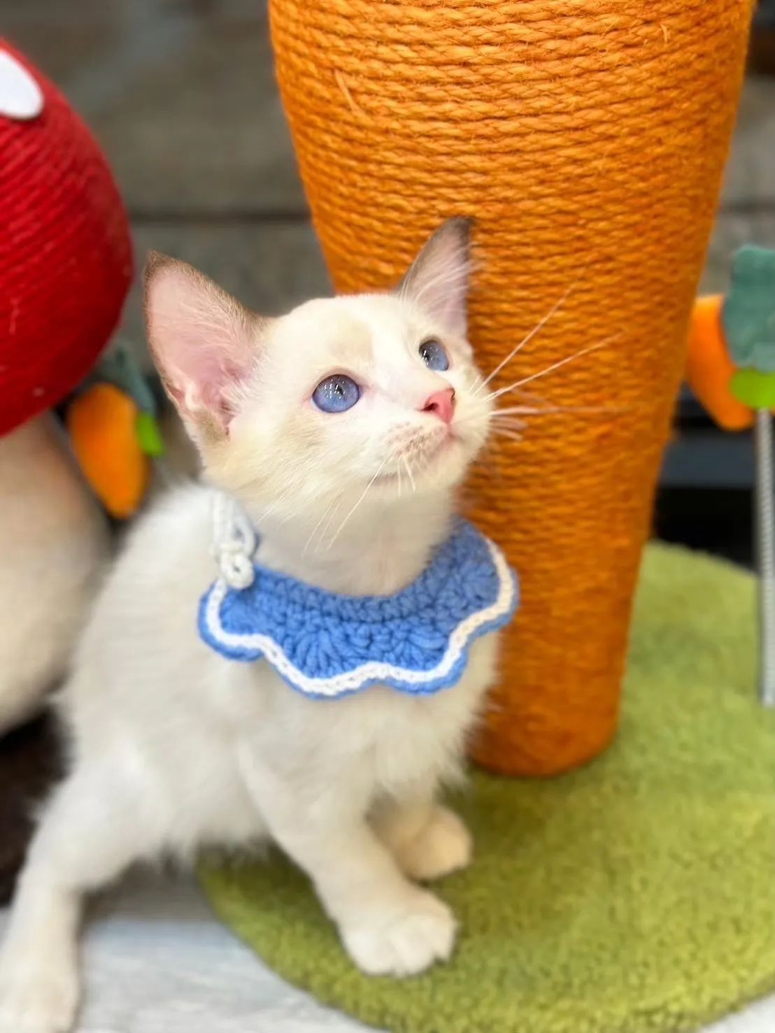 後空翻的貓貓舍