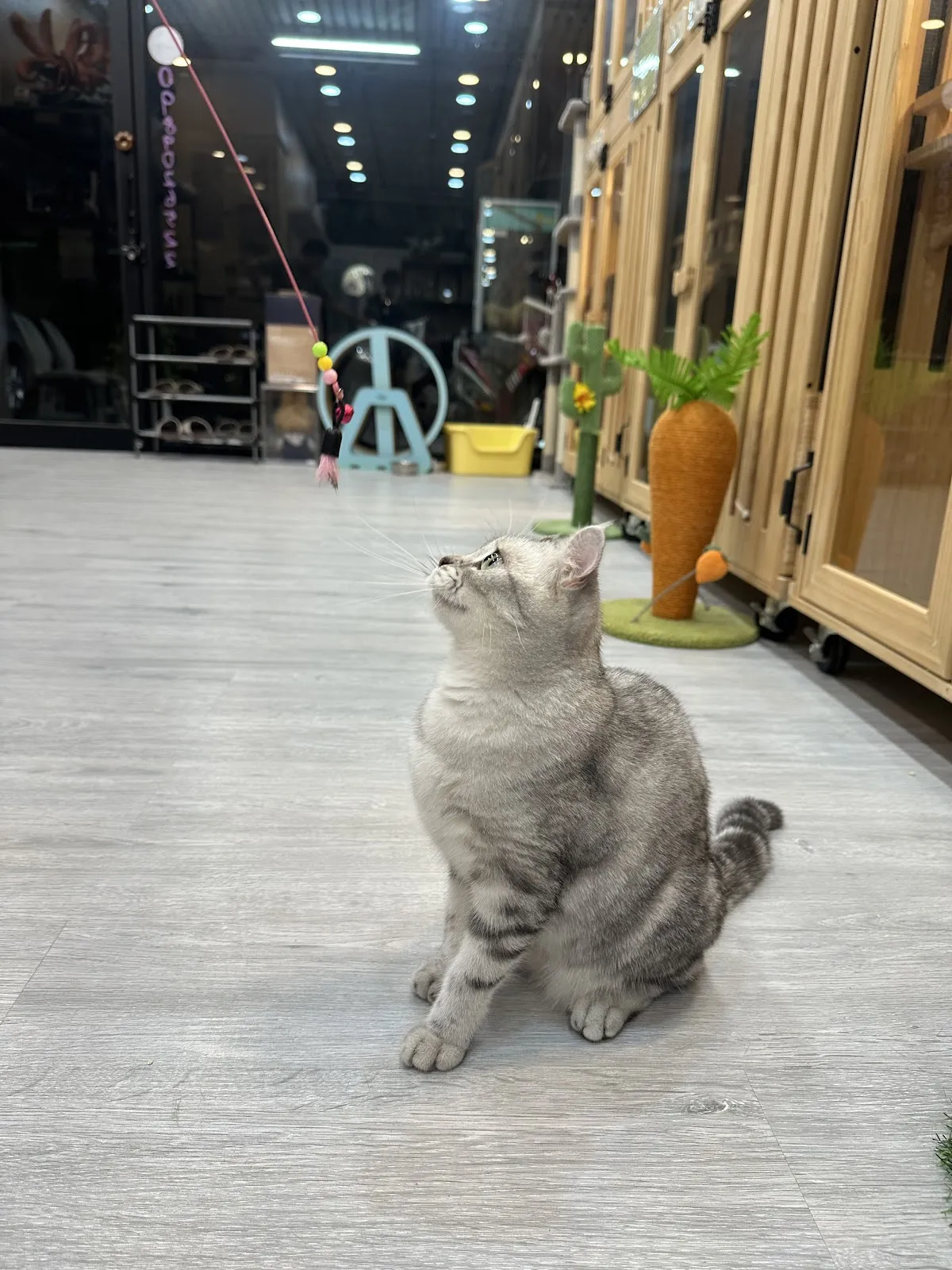 後空翻的貓貓舍