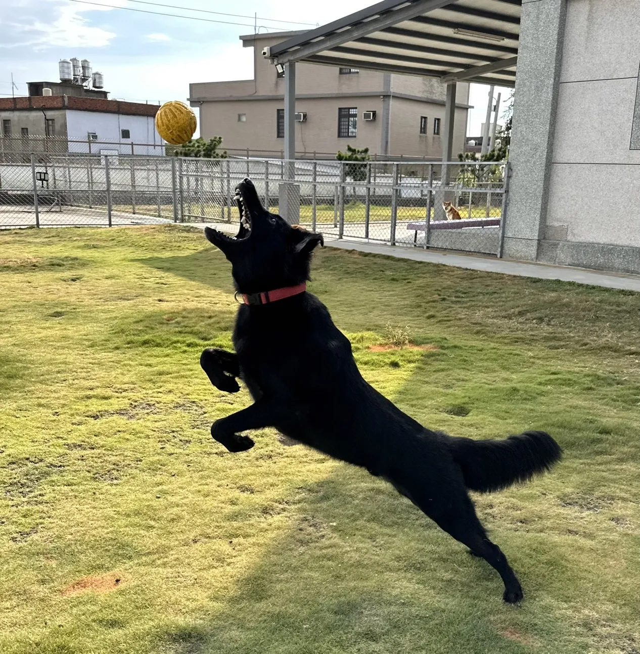 微微一笑狗狗旅館