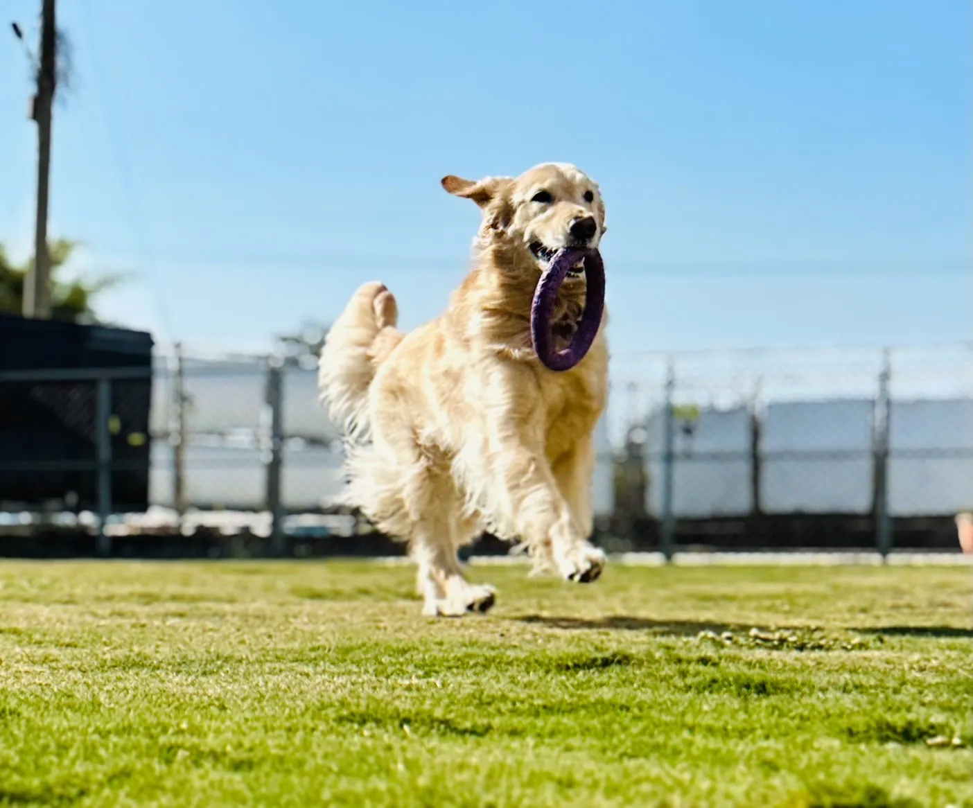 微微一笑狗狗旅館