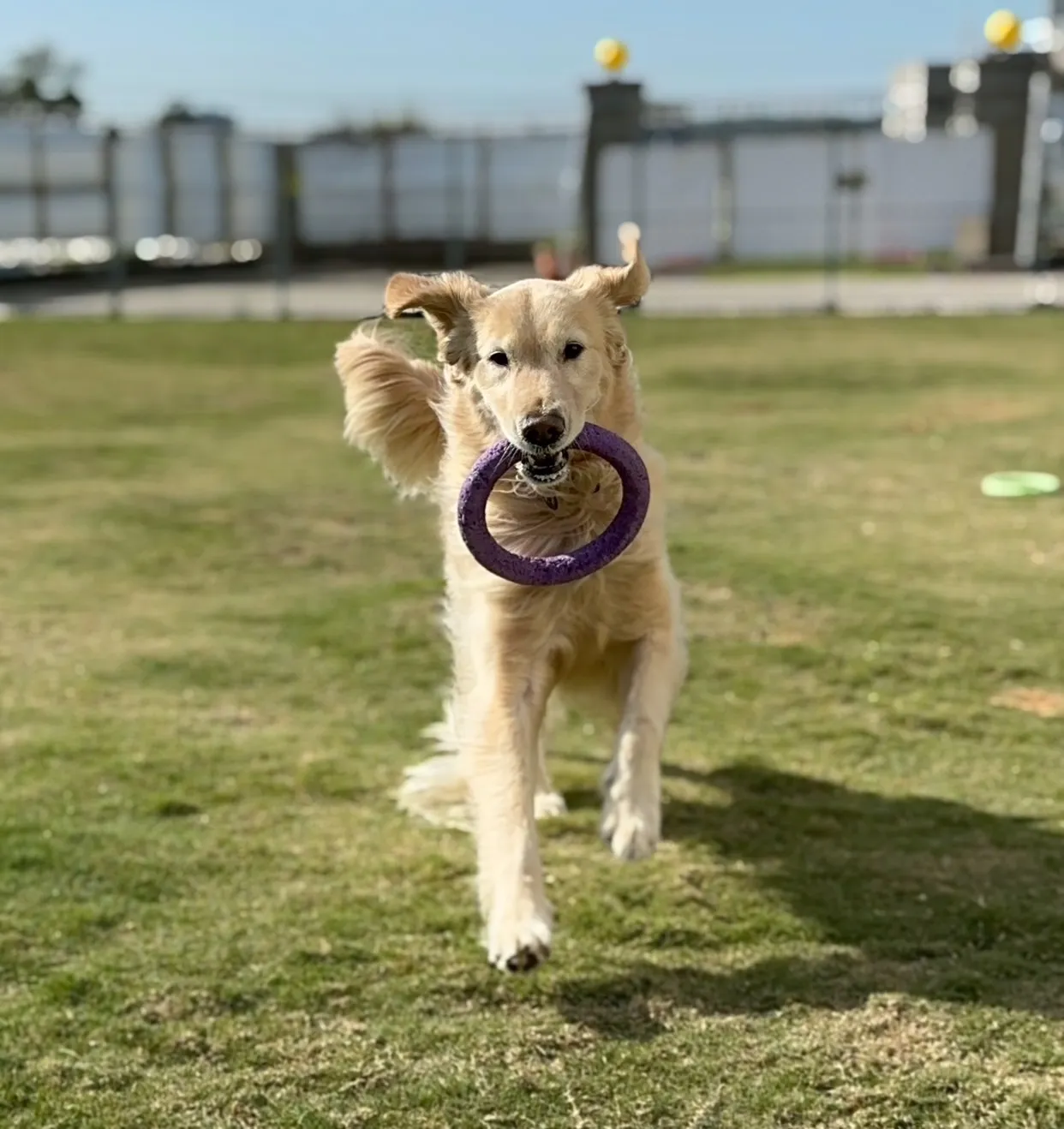 微微一笑狗狗旅館
