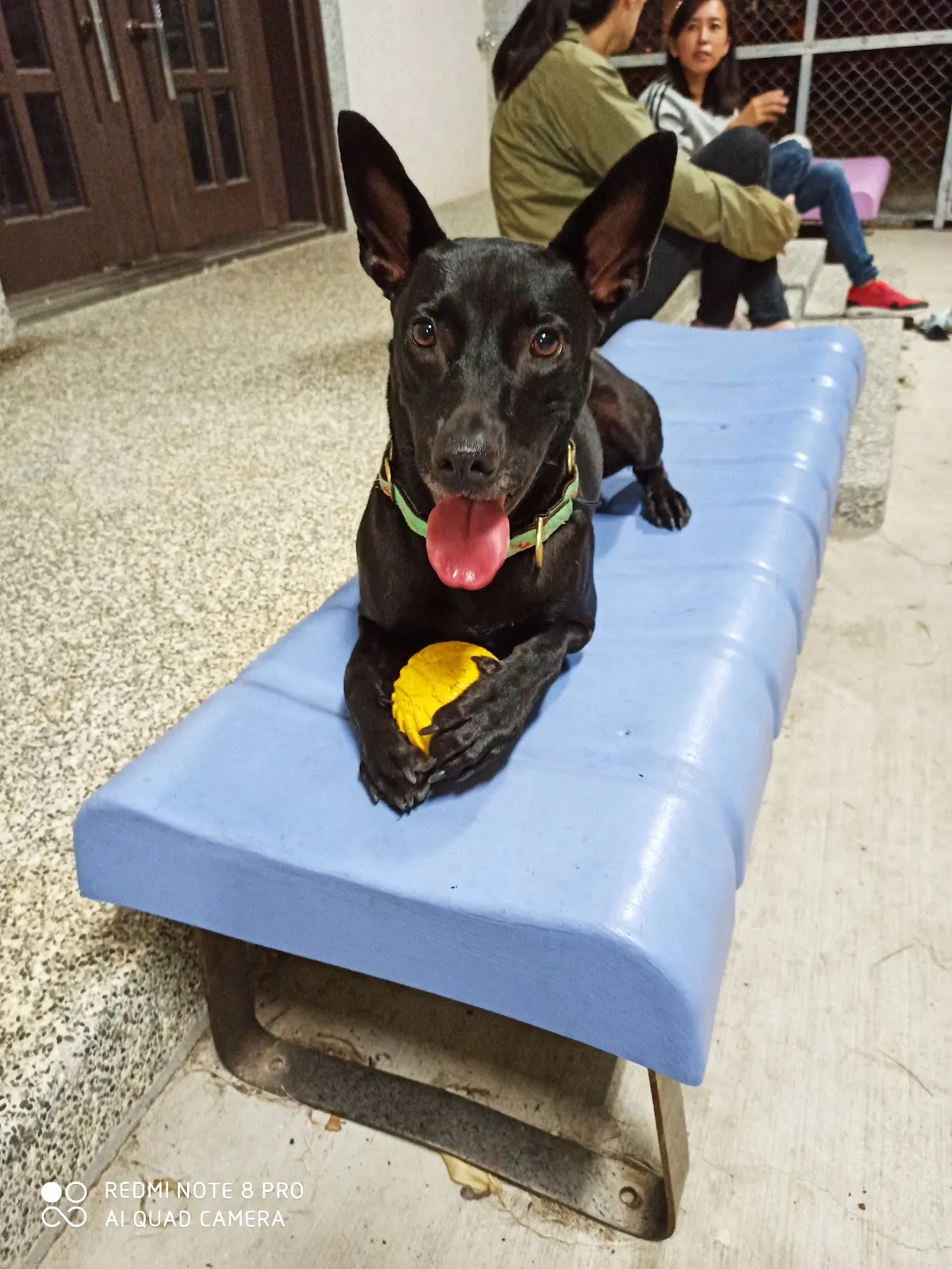 微微一笑狗狗旅館