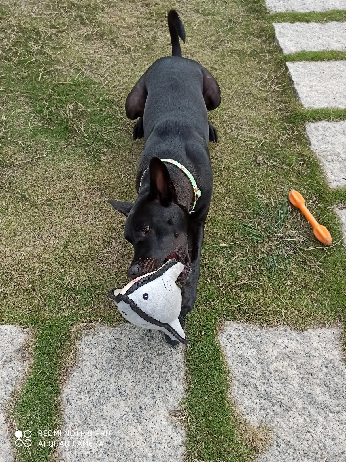 微微一笑狗狗旅館