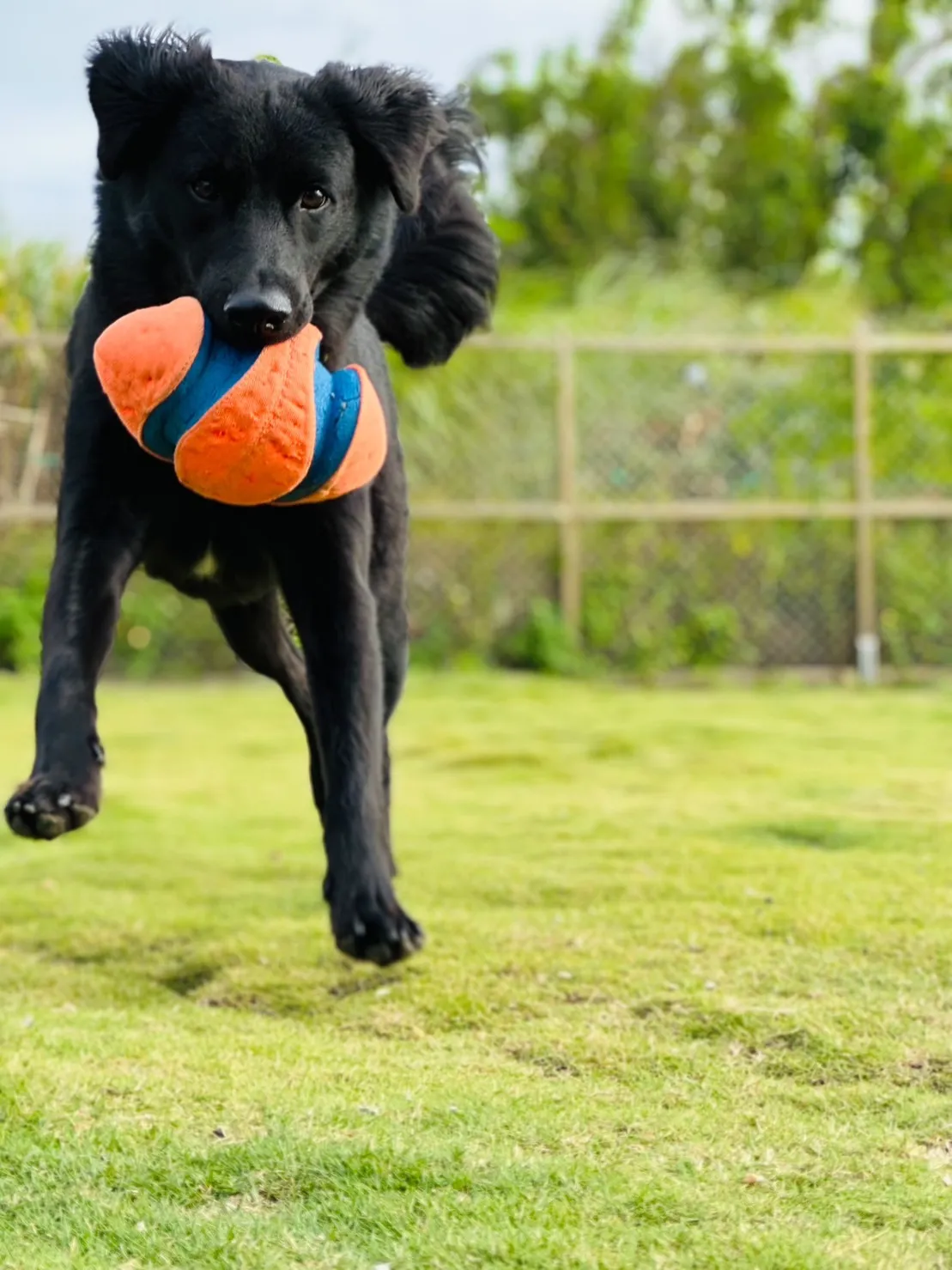 微微一笑狗狗旅館