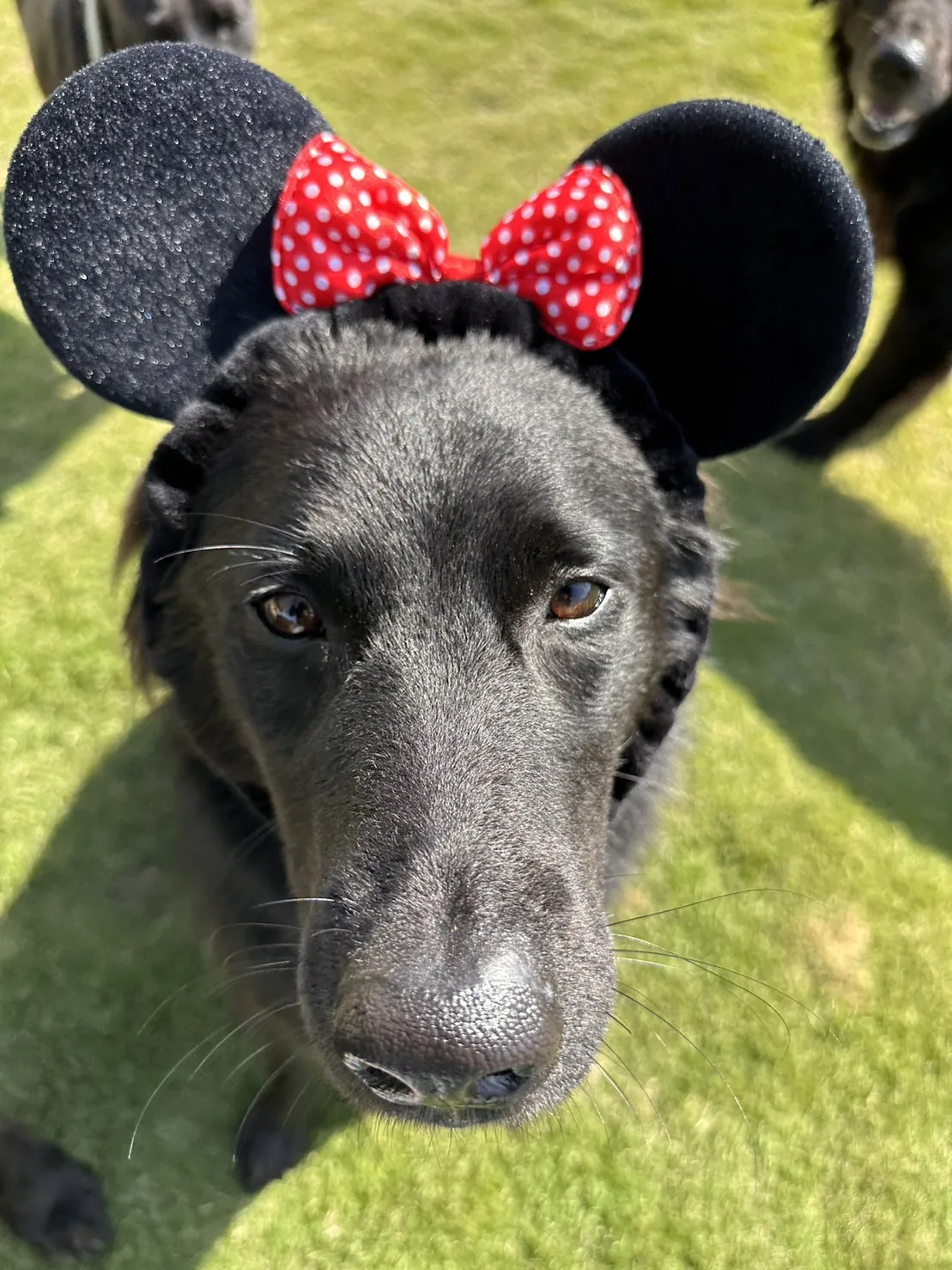 微微一笑狗狗旅館