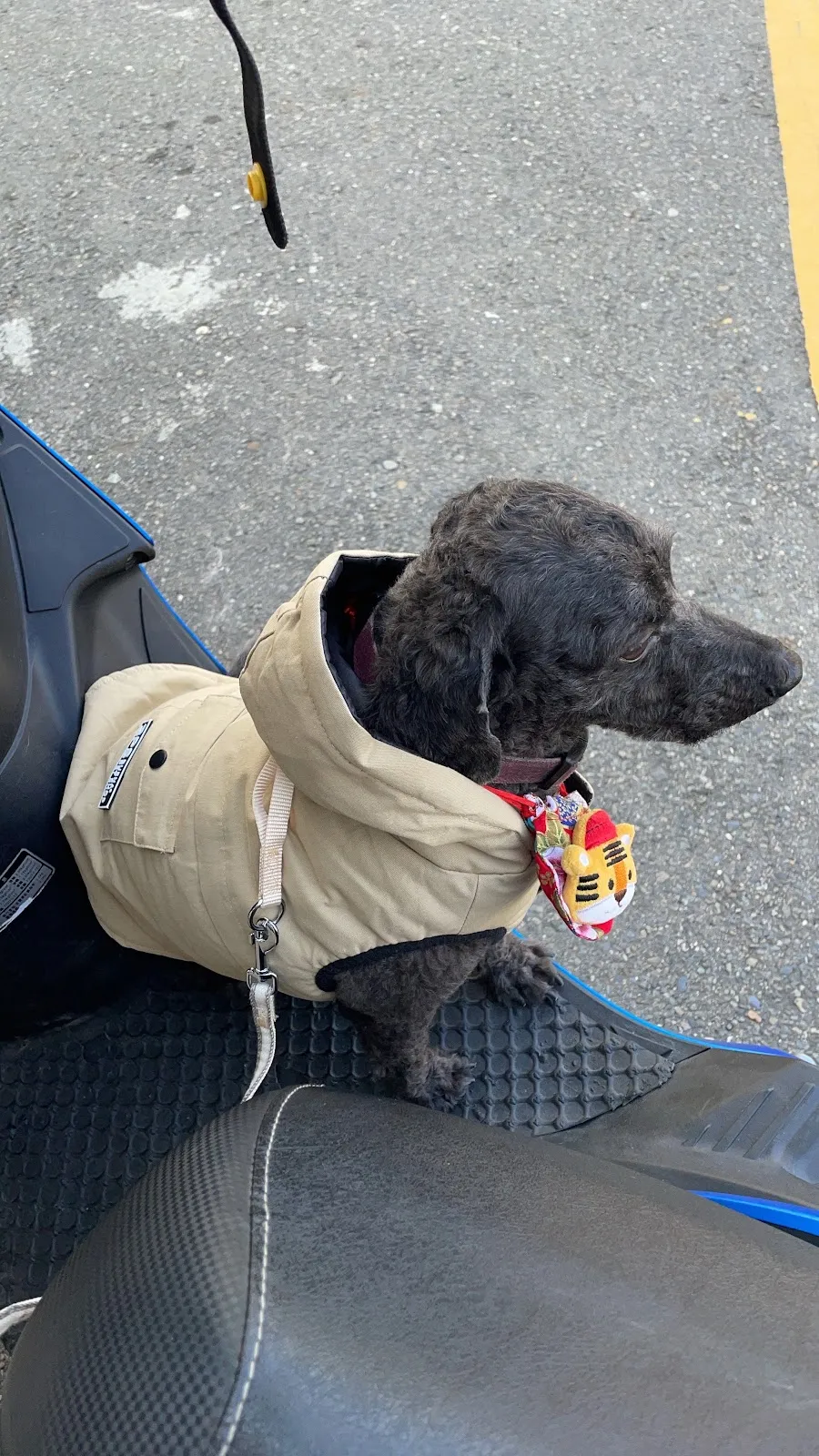 珍寶貝寵物美容坊