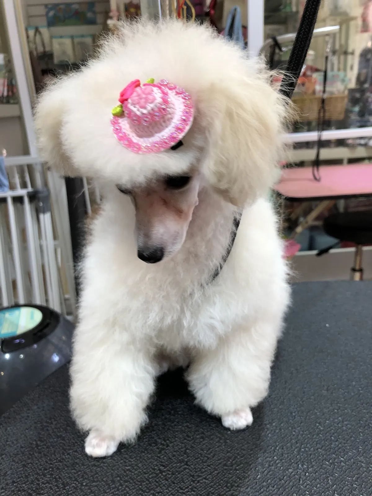 靈犬寶貝寵物店