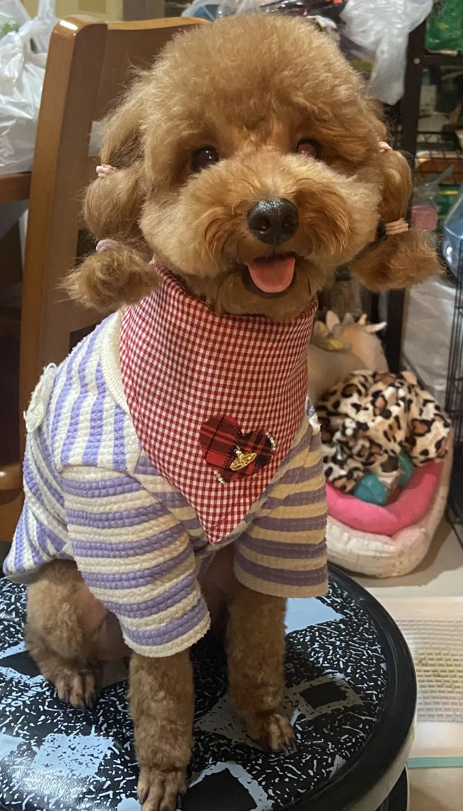 綠棧道寵物旅館沙龍