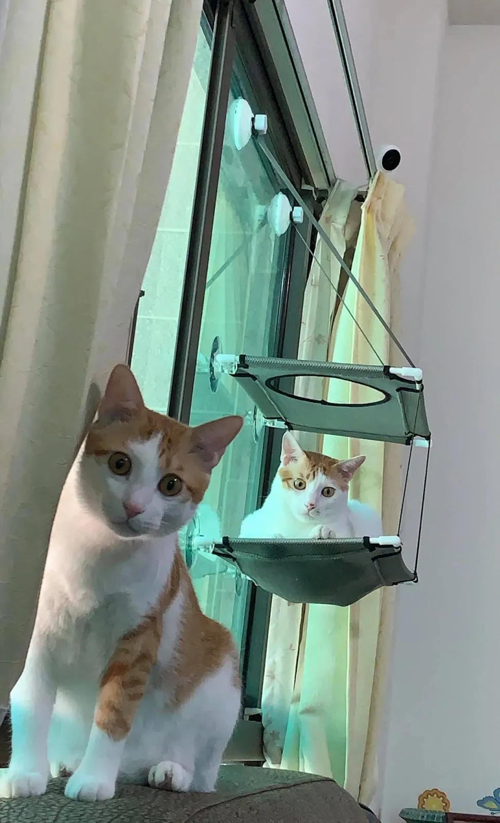 綠棧道寵物旅館沙龍