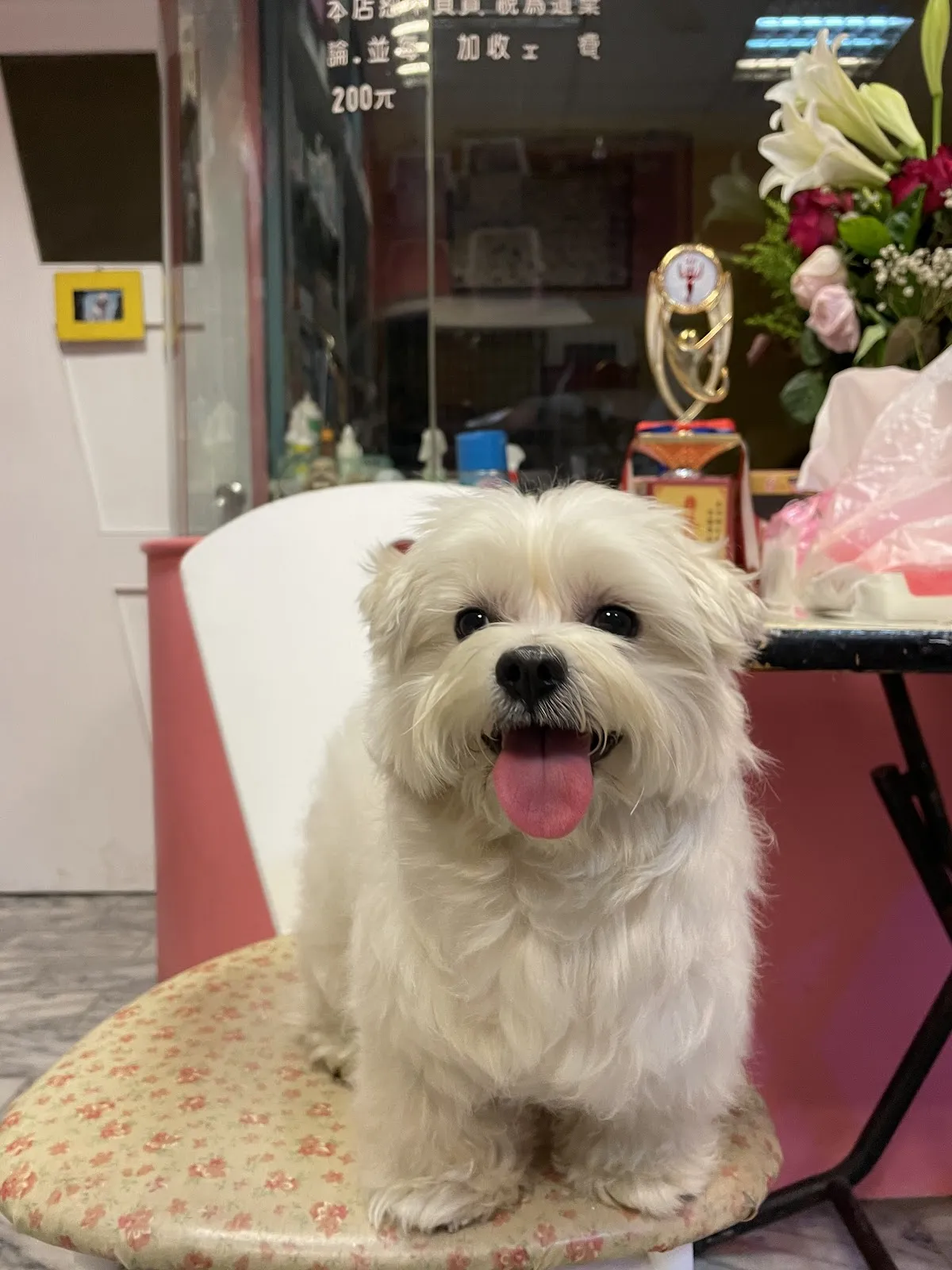 綠棧道寵物旅館沙龍