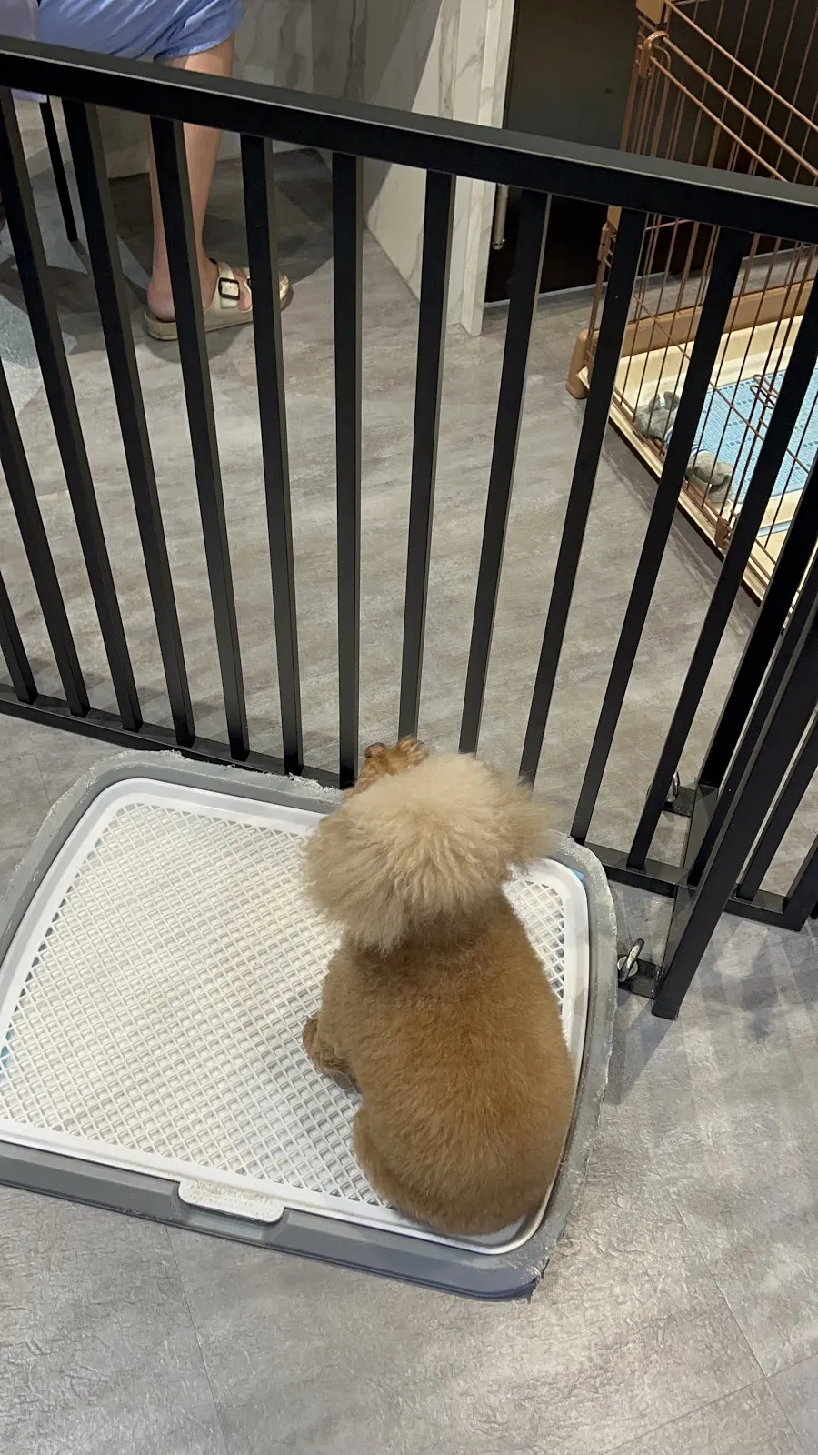 綠棧道寵物旅館沙龍