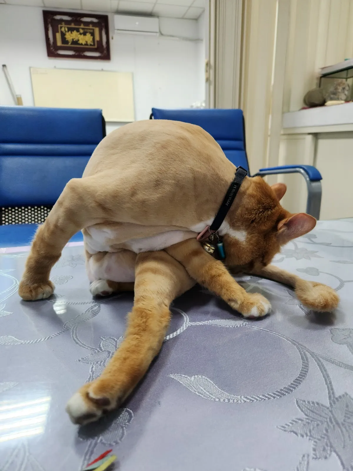 狗苑子寵物沙龍