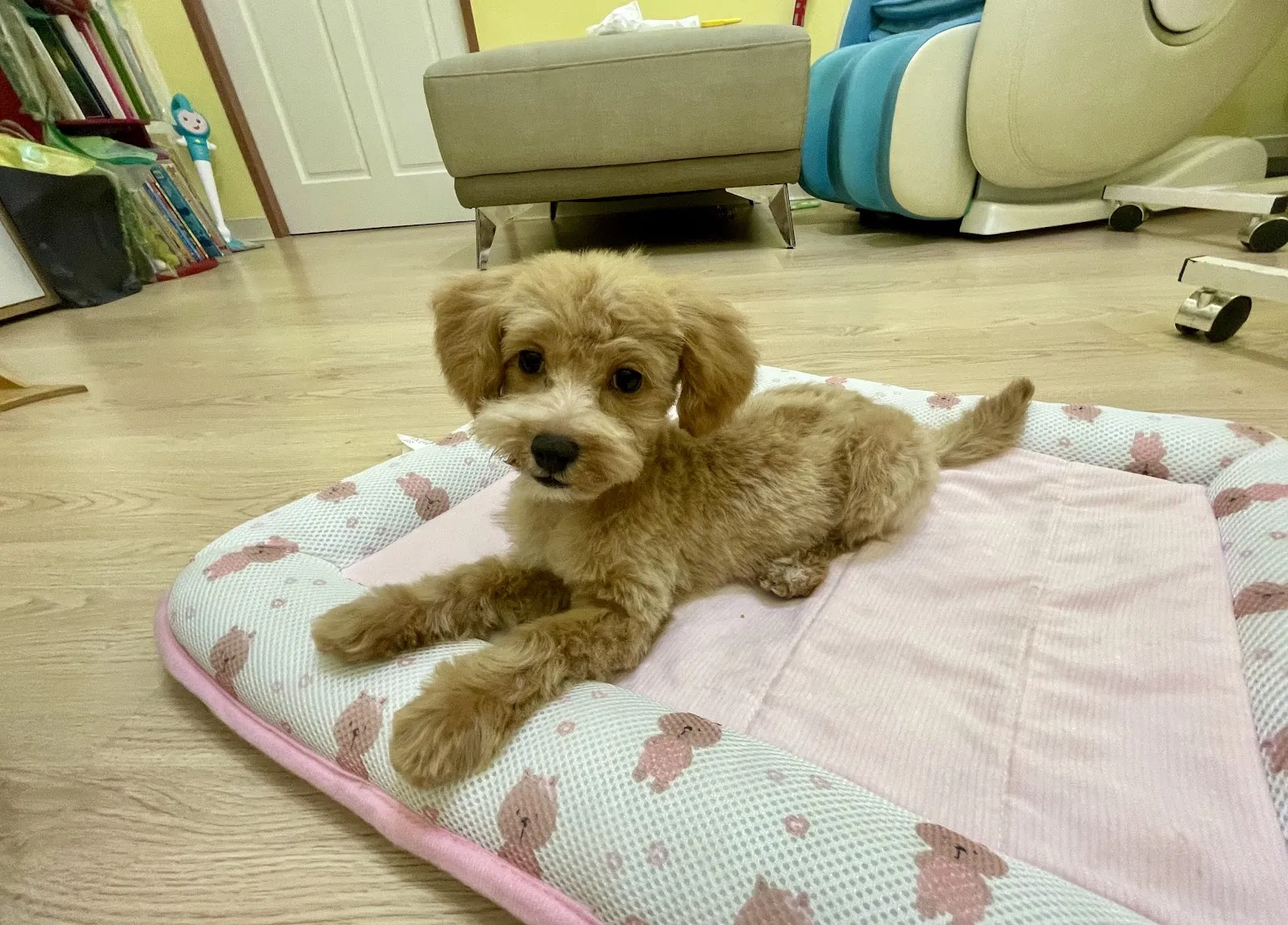 狗苑子寵物沙龍