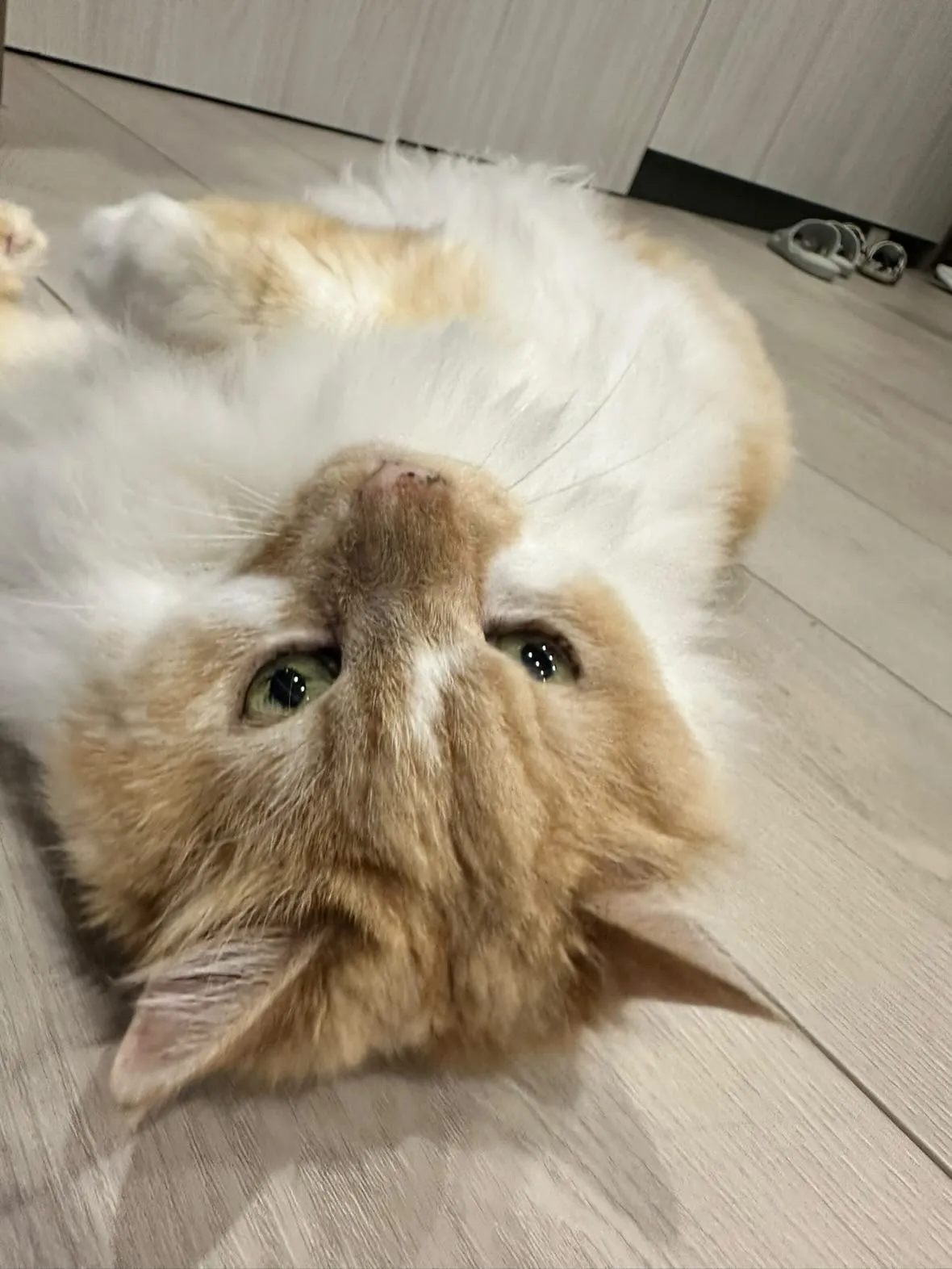 狗苑子寵物沙龍