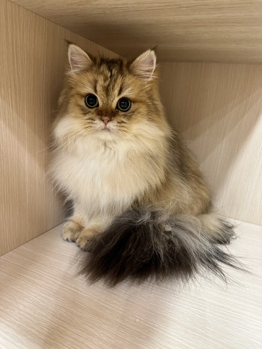 狗苑子寵物沙龍