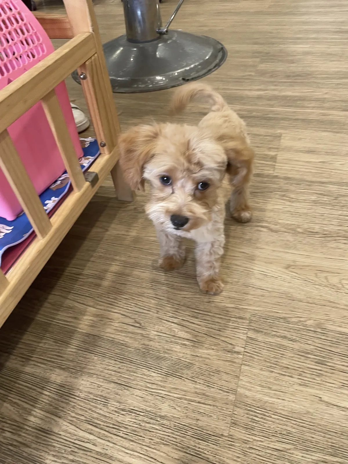 狗苑子寵物沙龍