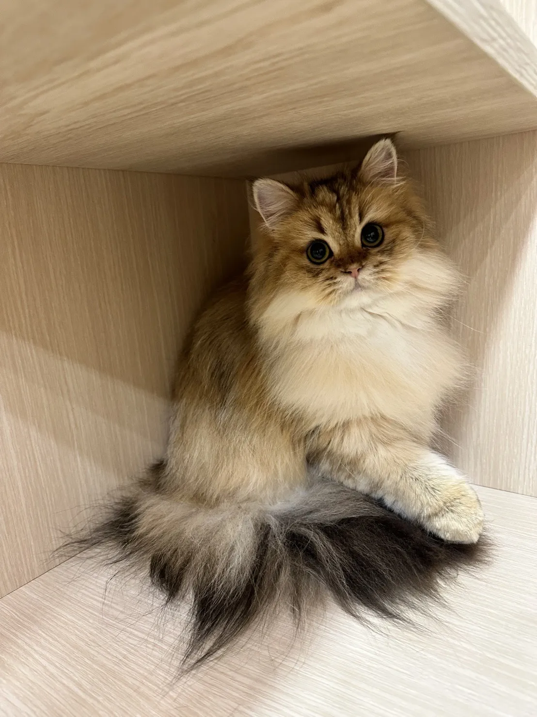 狗苑子寵物沙龍