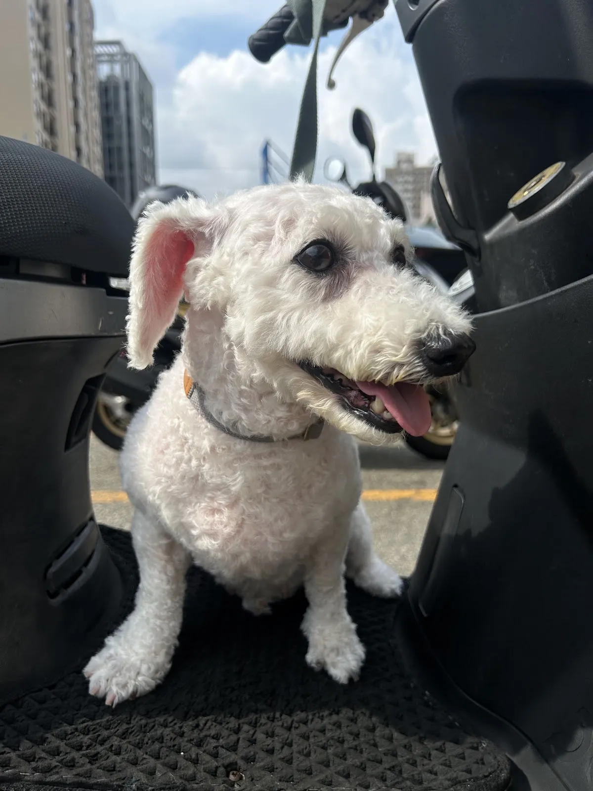 狗苑子寵物沙龍