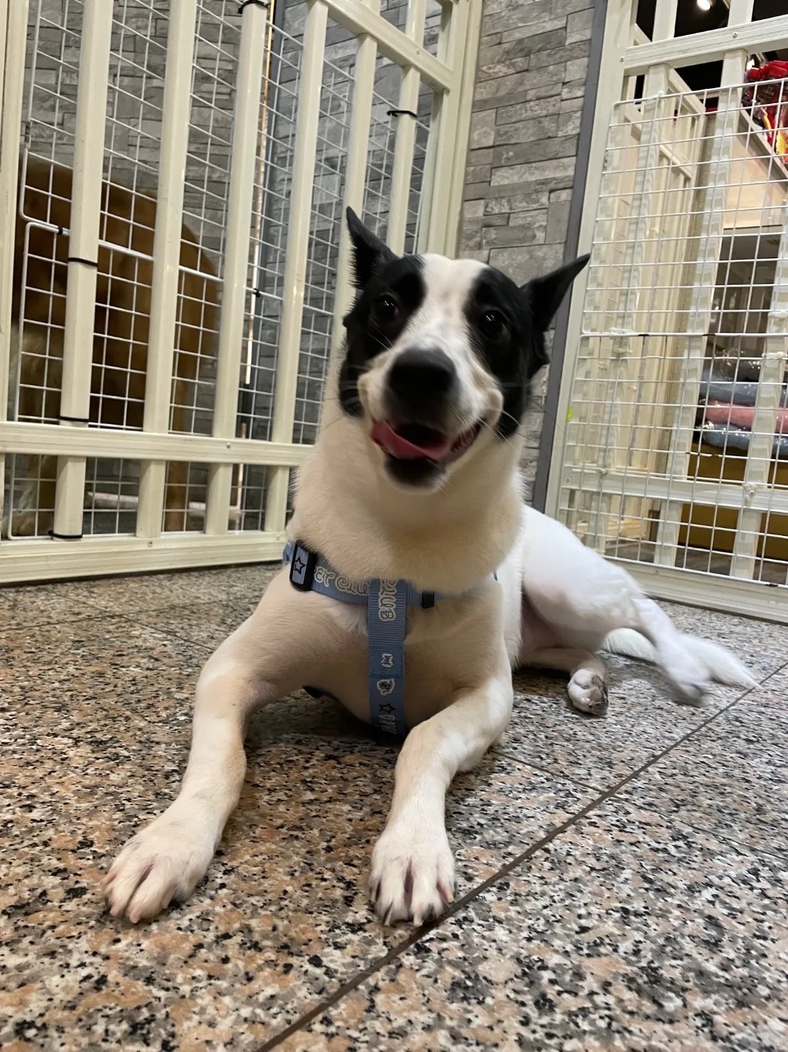 咘啦格寵物實業社