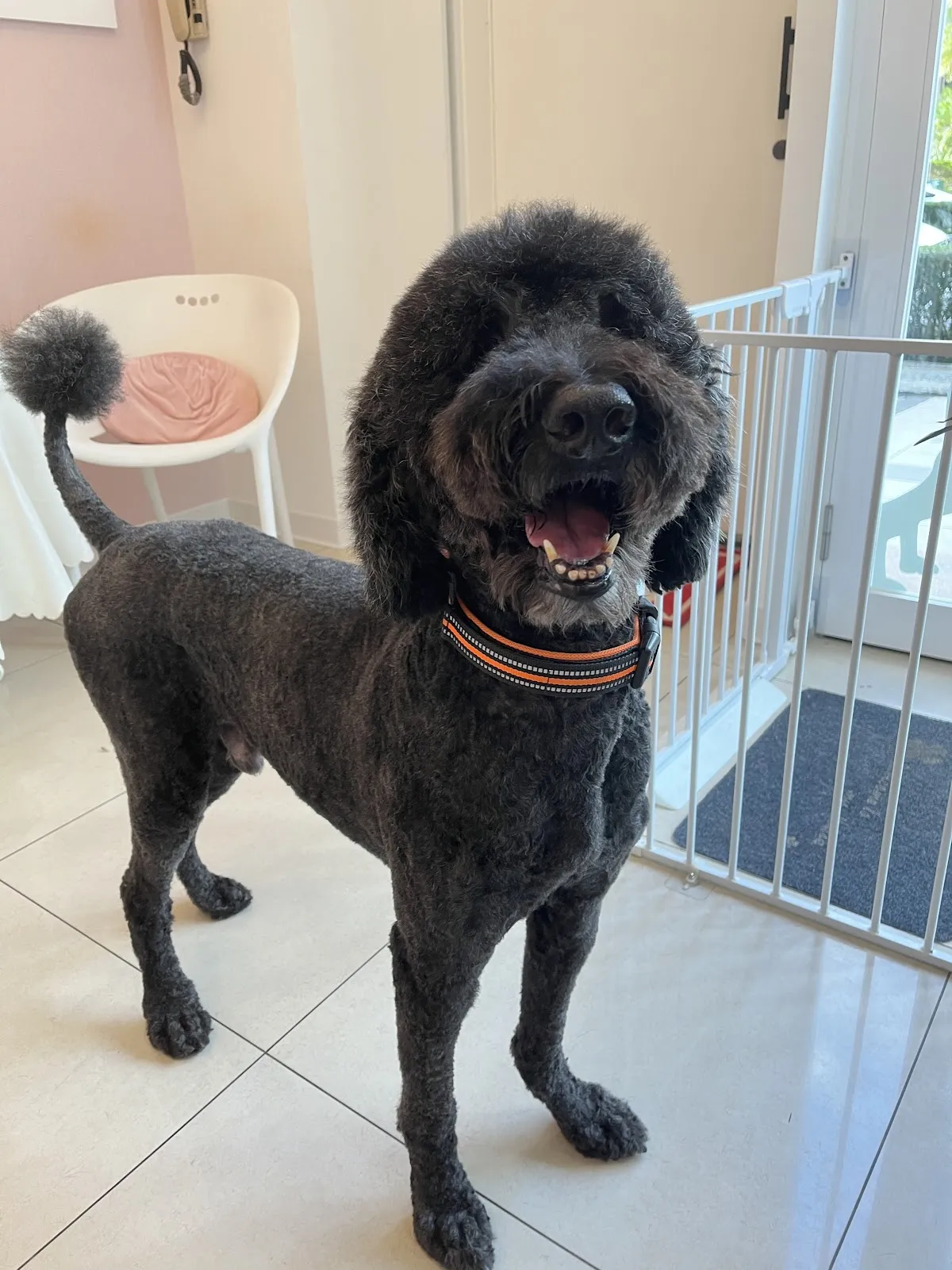 逗卡寵物生活館