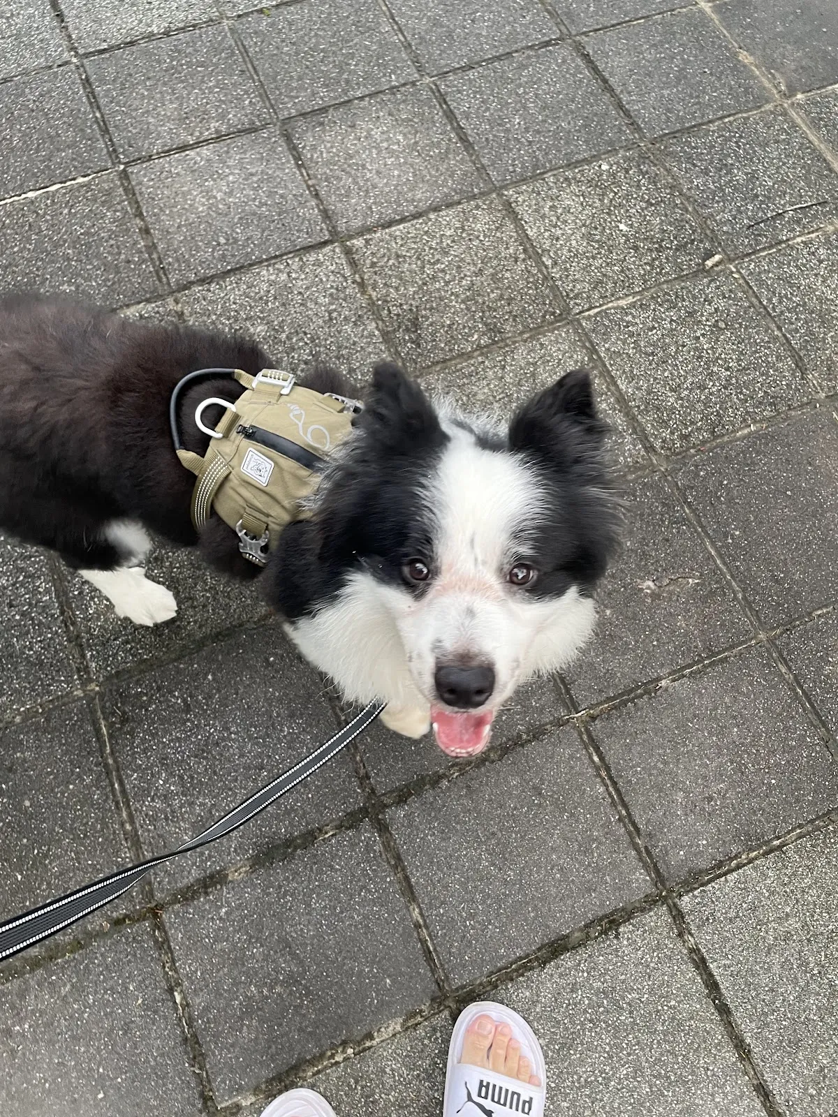 逗卡寵物生活館