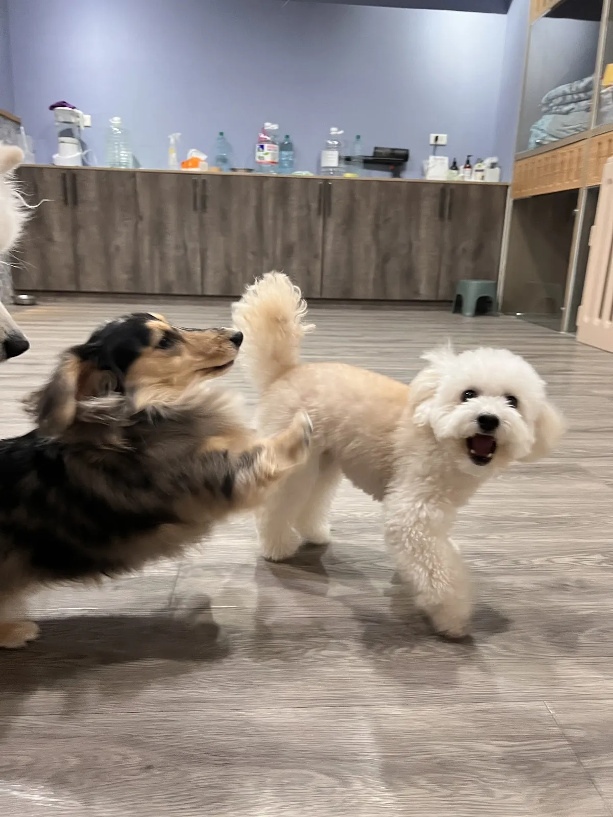 維拉薇菈寵物精品店