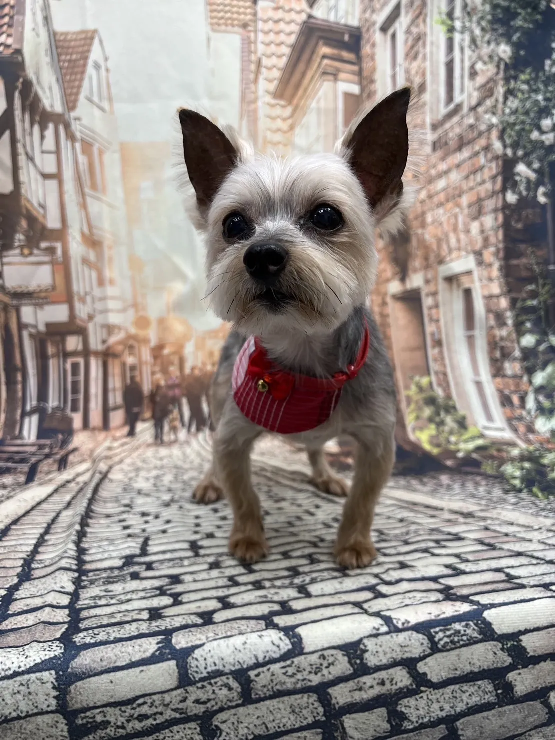 白襪子寵物生活館