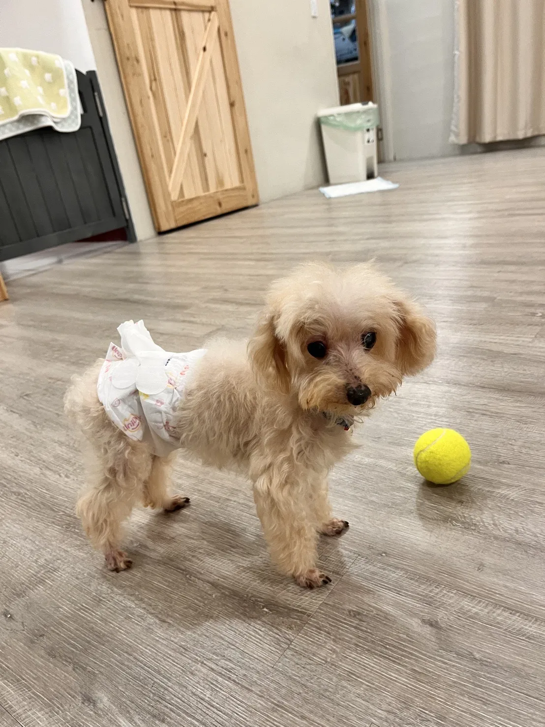 豬窩寵物沙龍旅館