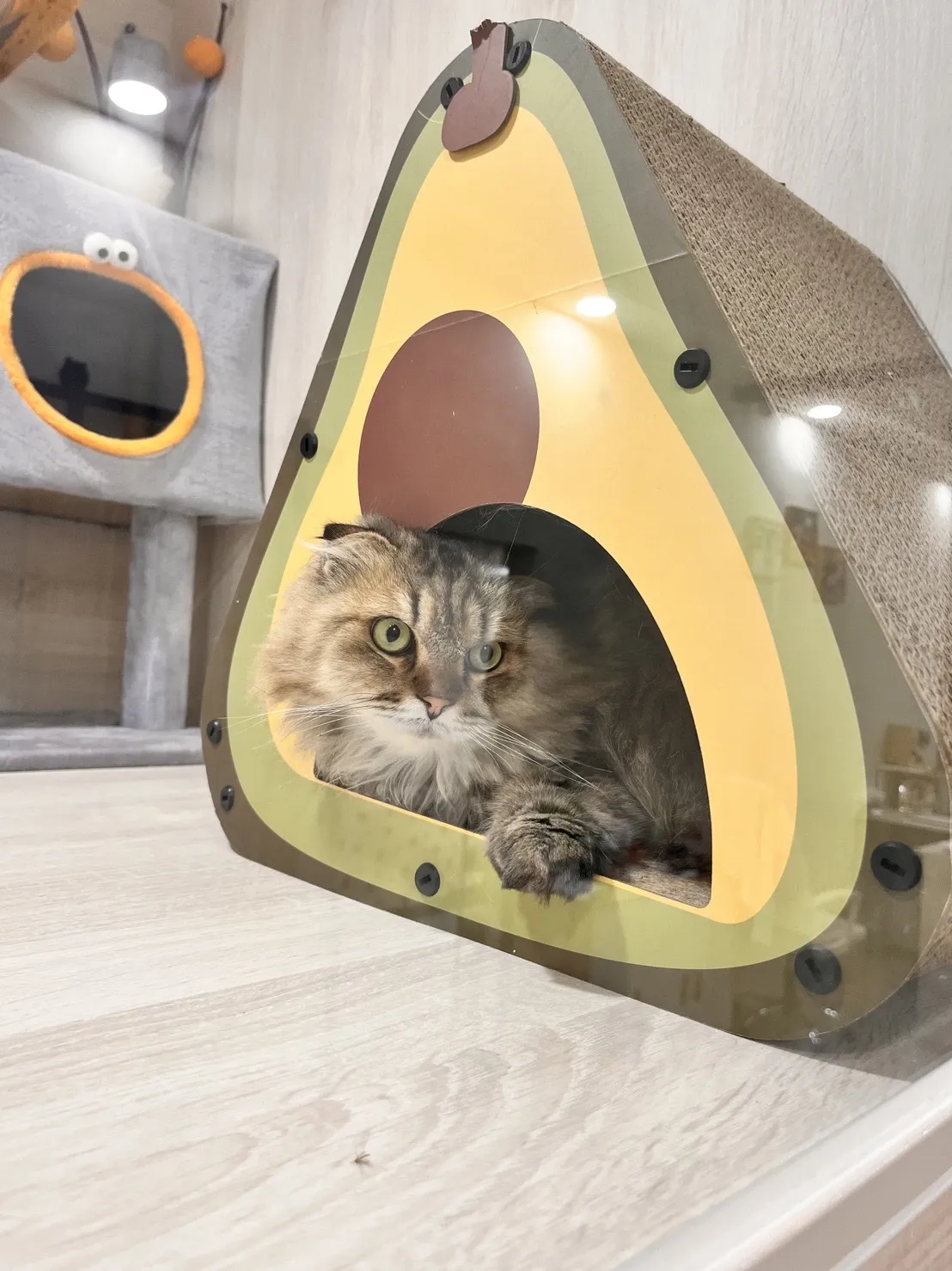 豬窩寵物沙龍旅館