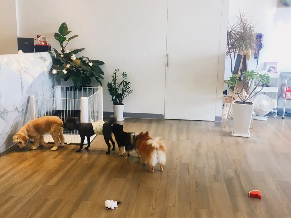 小森林寵物旅館