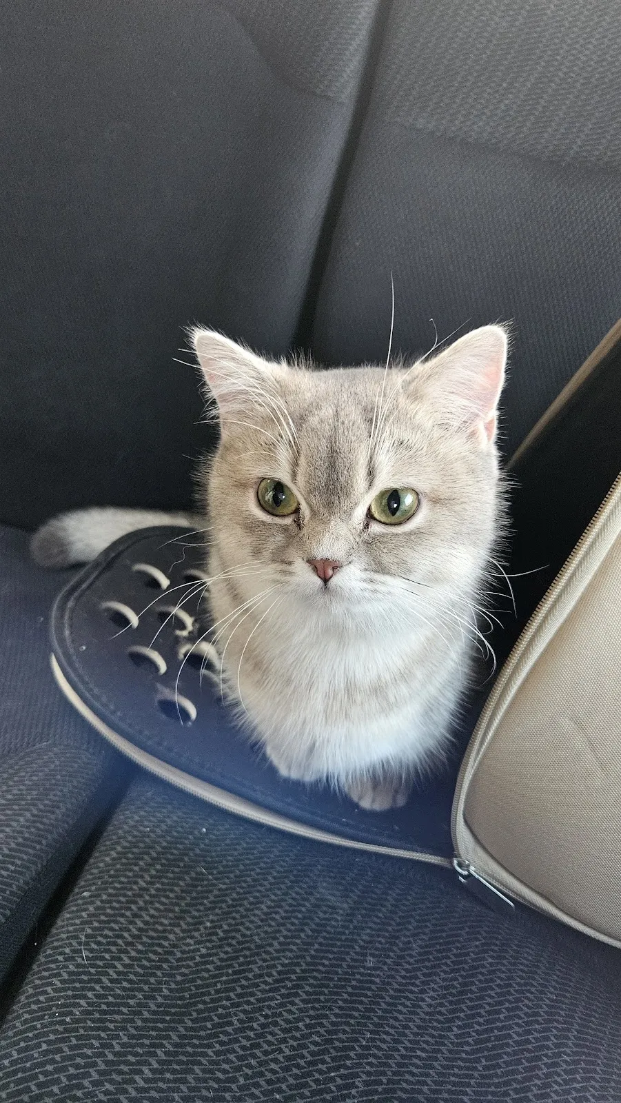 愛琴海岸緬因貓舍