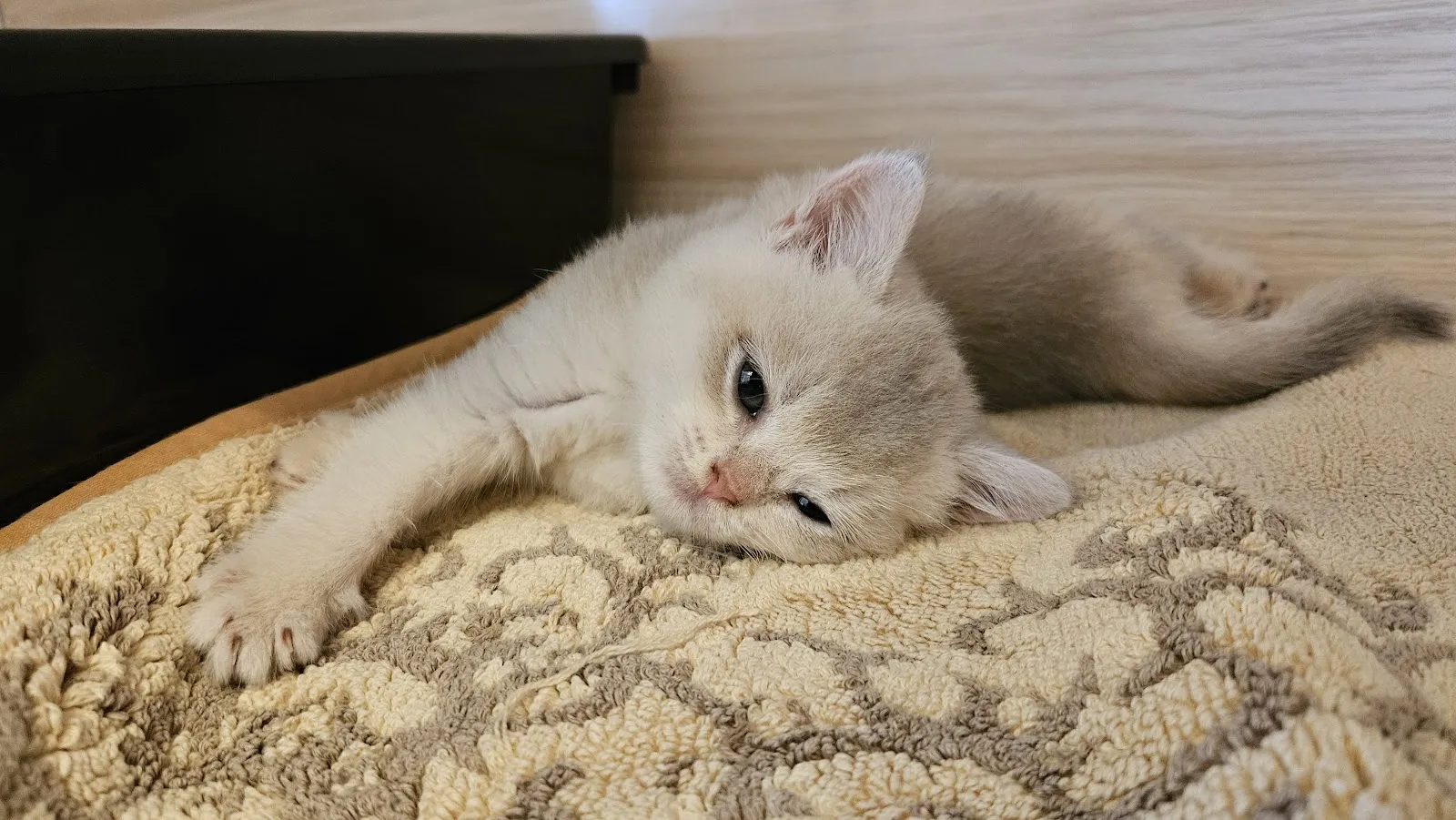 愛琴海岸緬因貓舍