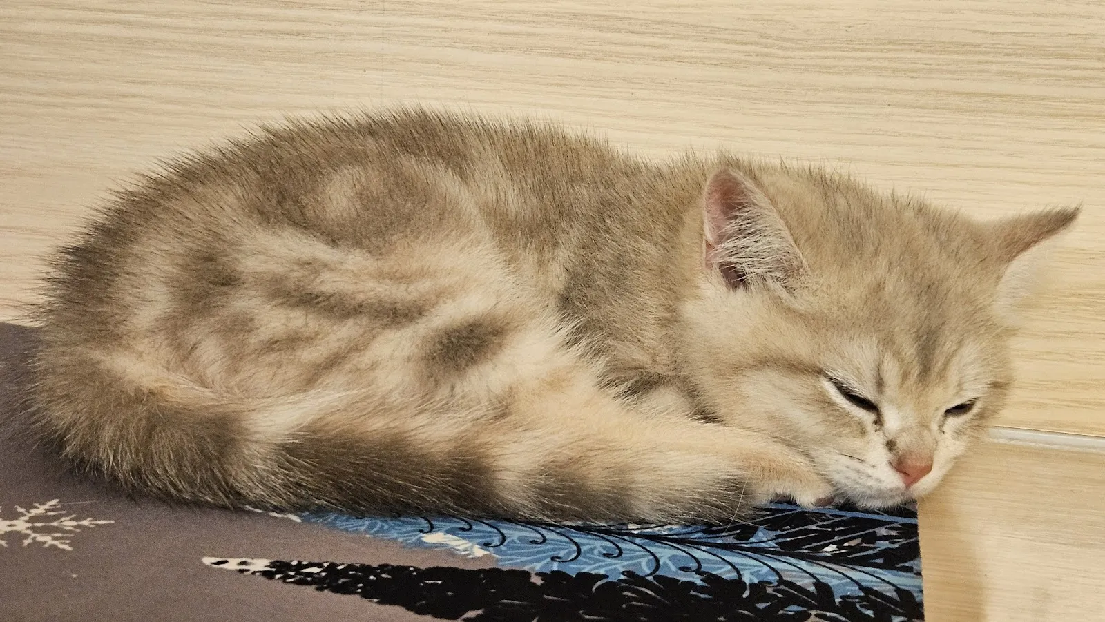 愛琴海岸緬因貓舍