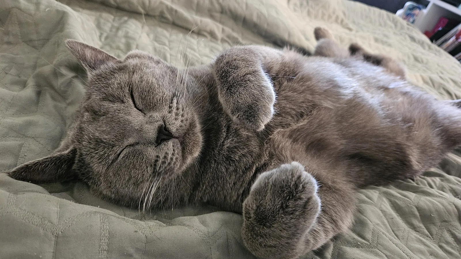 愛琴海岸緬因貓舍