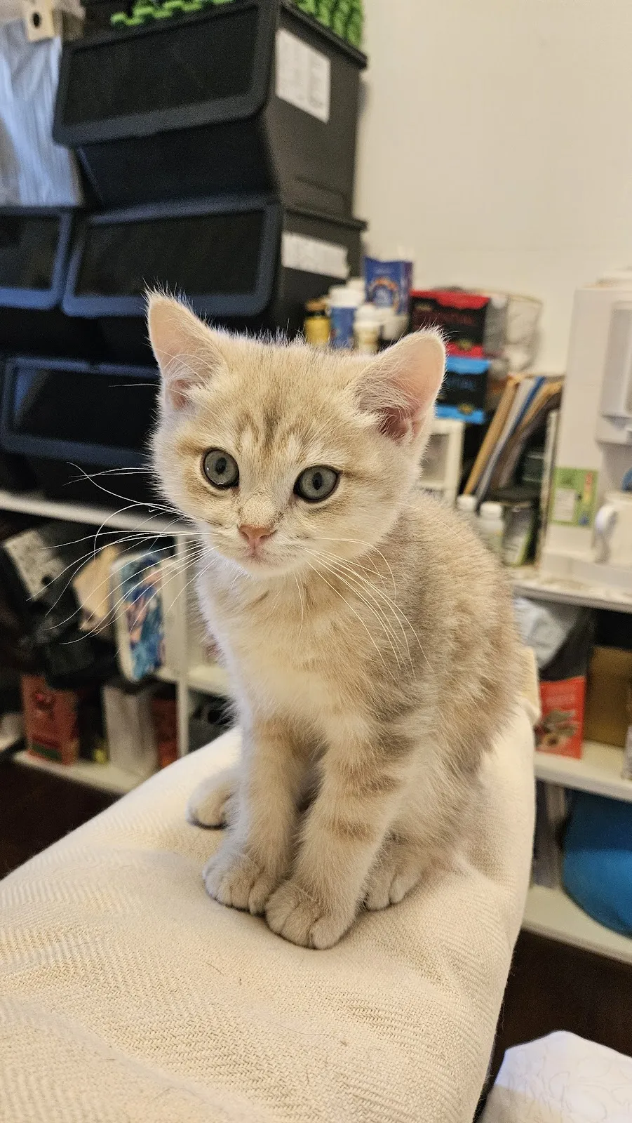 愛琴海岸緬因貓舍