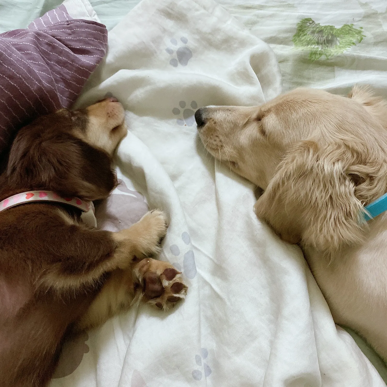 犬犬滿福寶犬屋