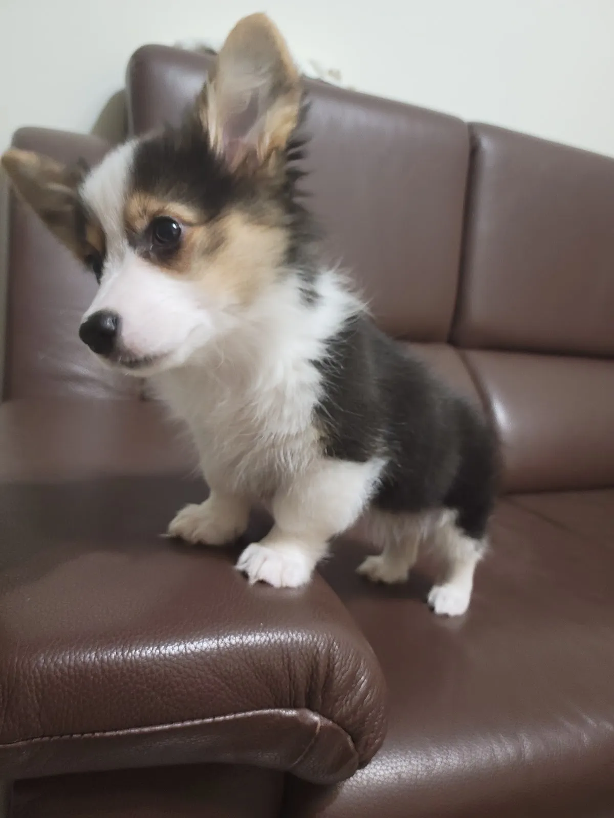 犬犬滿福寶犬屋