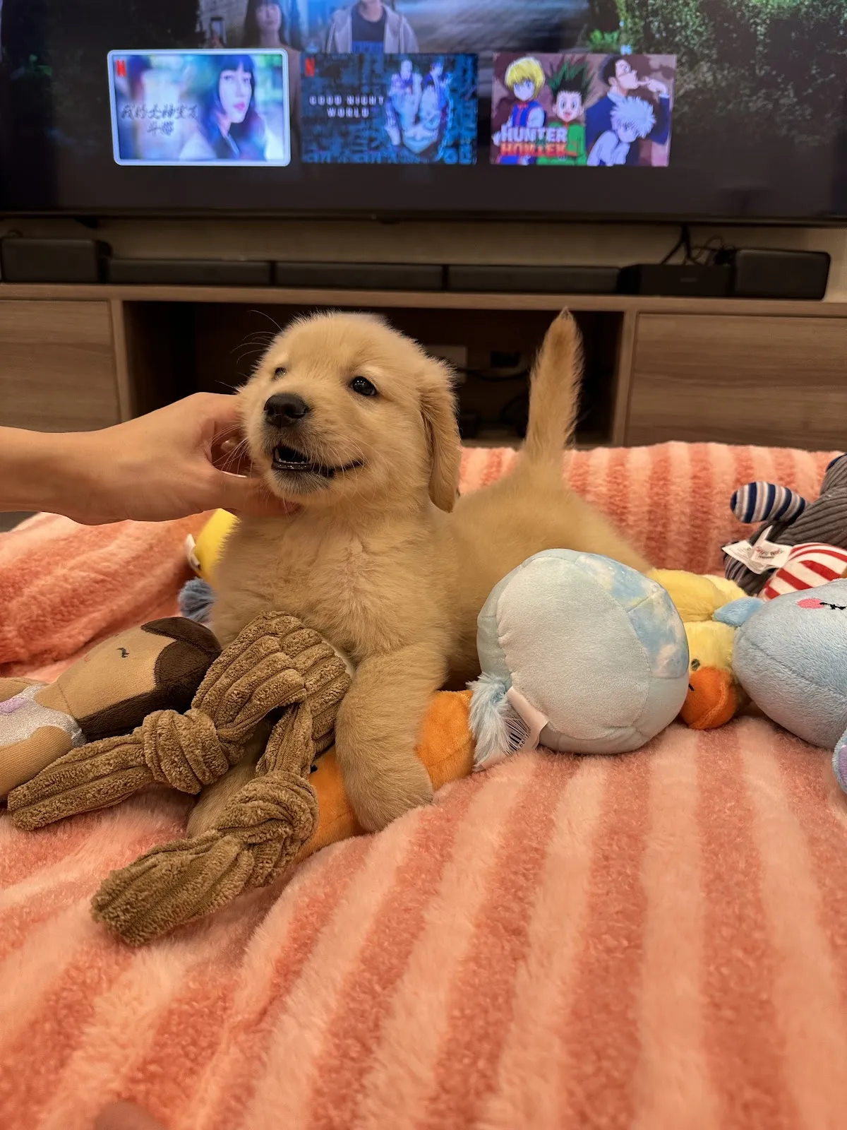 犬犬滿福寶犬屋