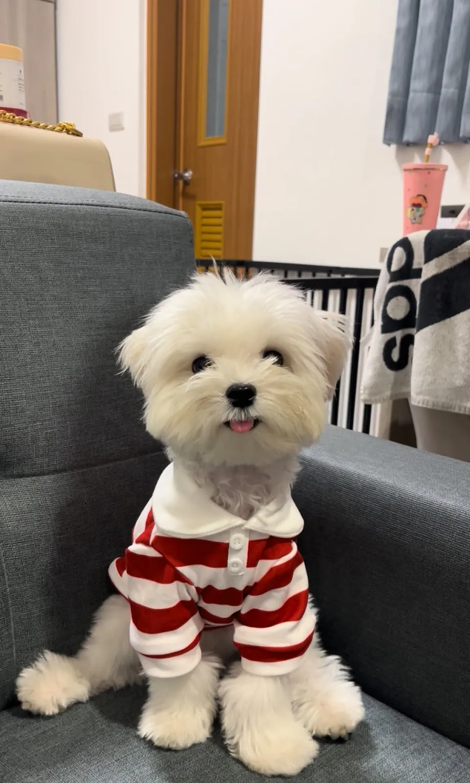 犬犬滿福寶犬屋