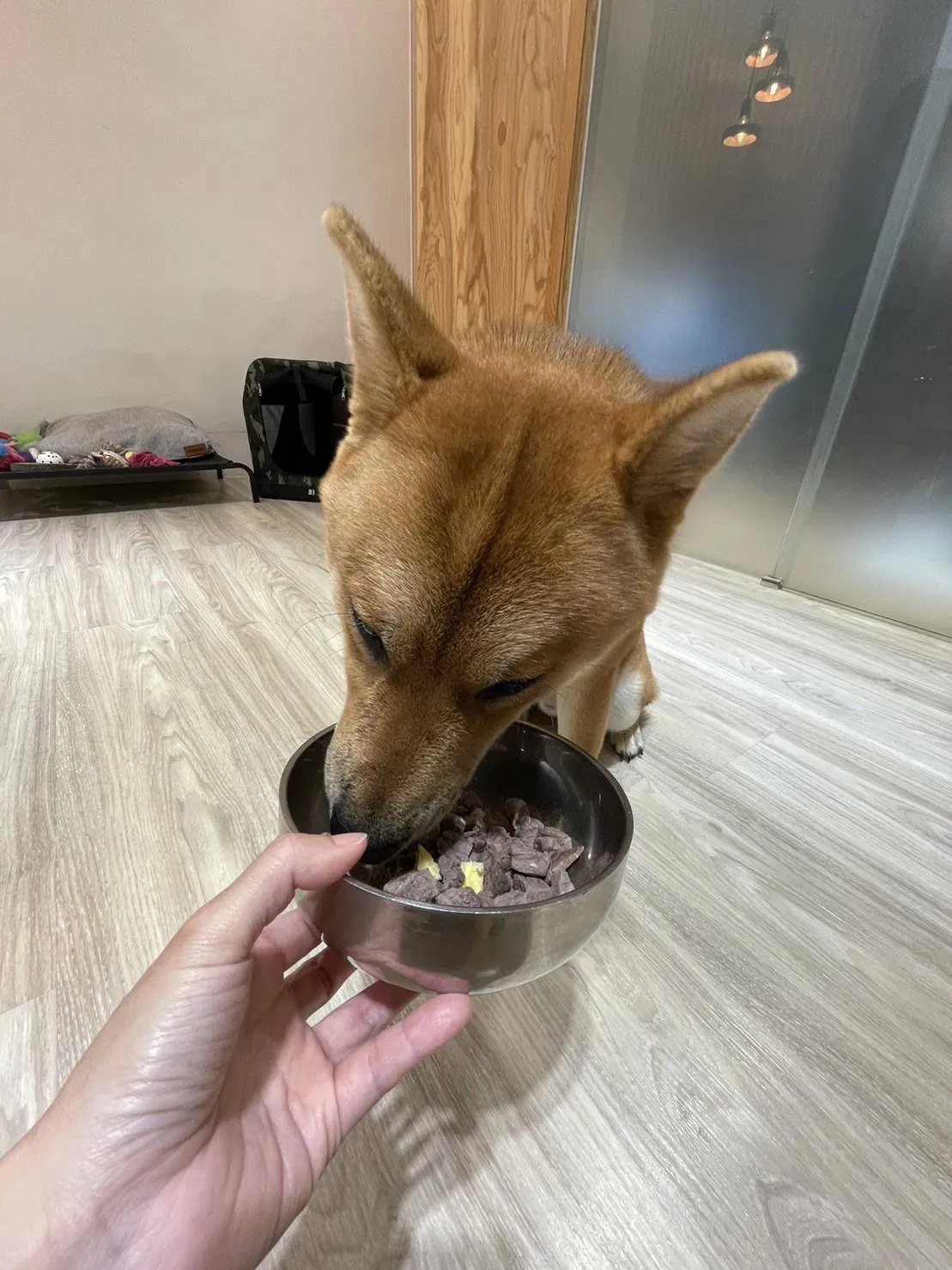 捲尾巴寵物旅店