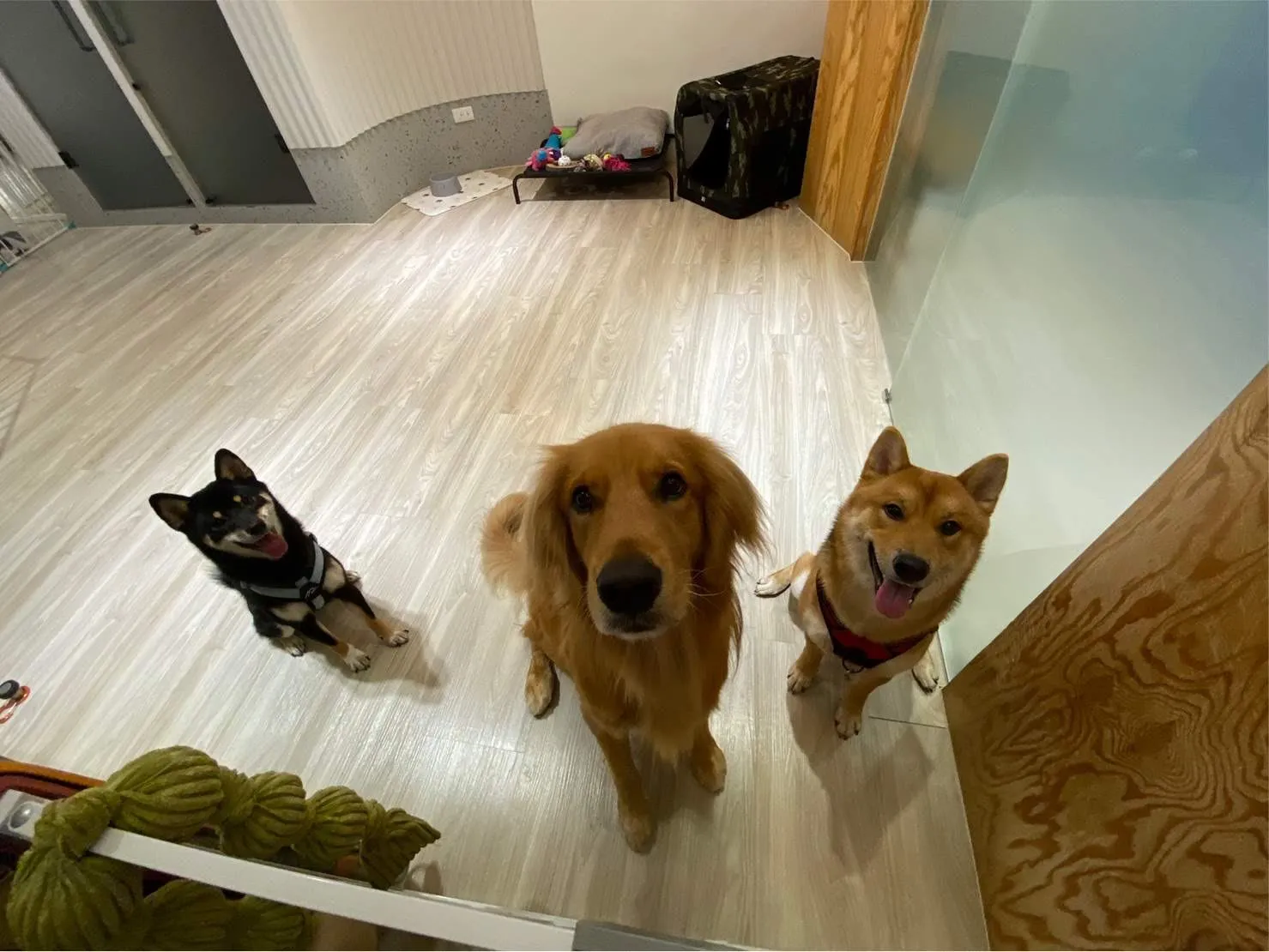 捲尾巴寵物旅店