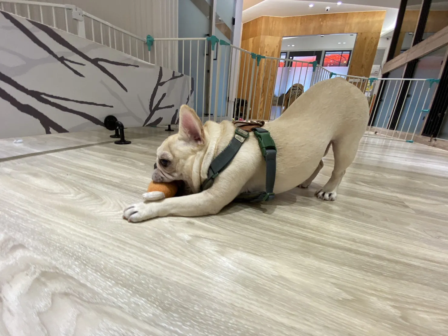 捲尾巴寵物旅店