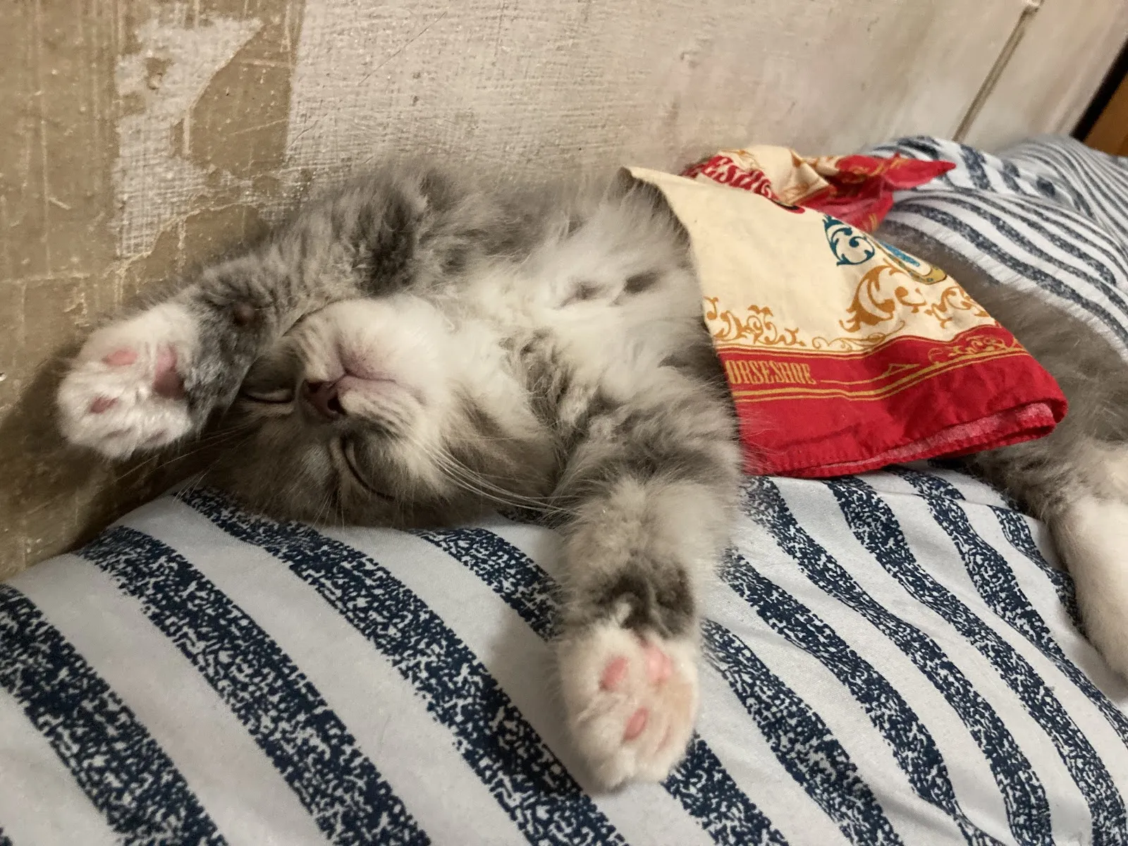 樂得寵物生活館（貓）