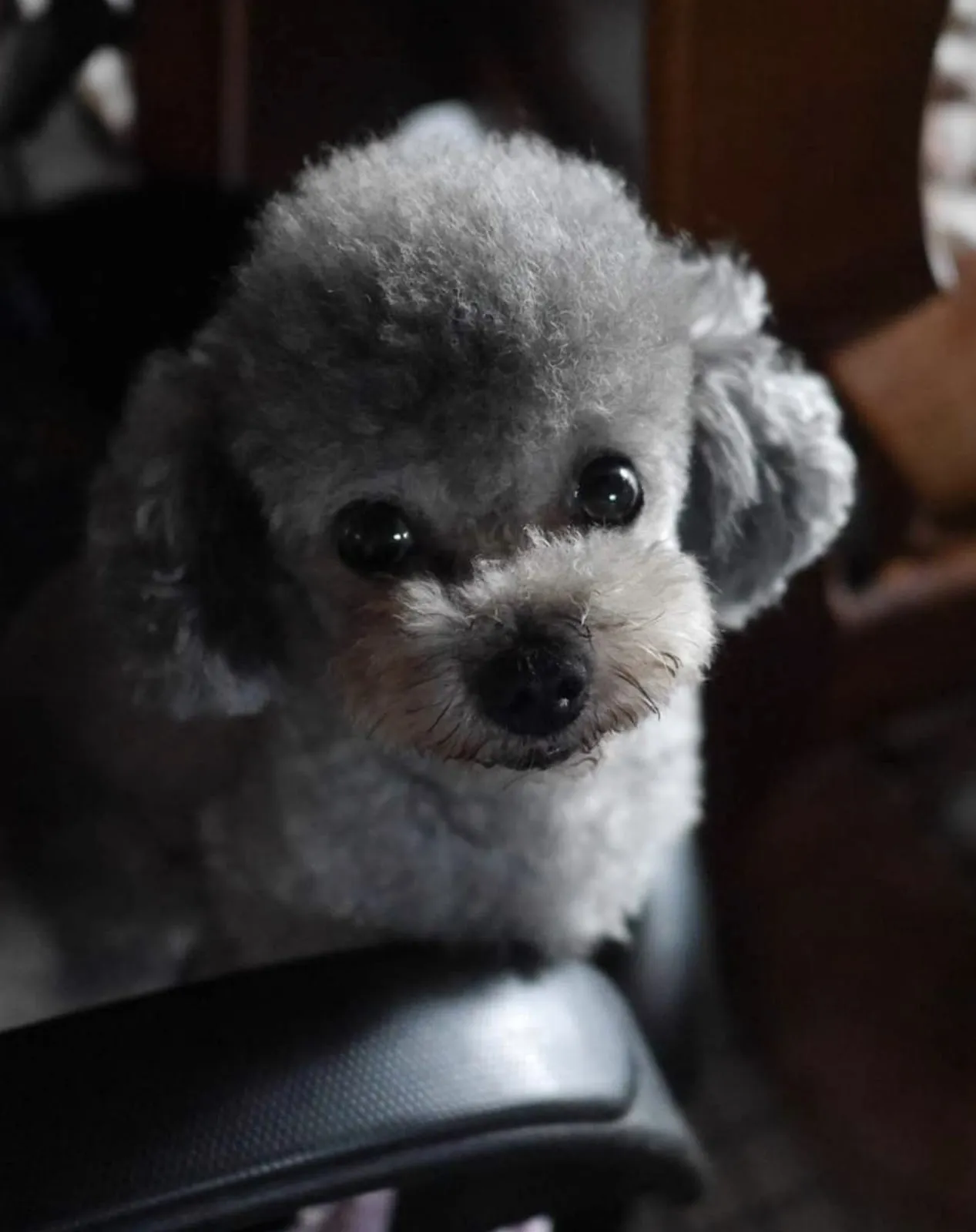 樂得寵物生活館（貓）