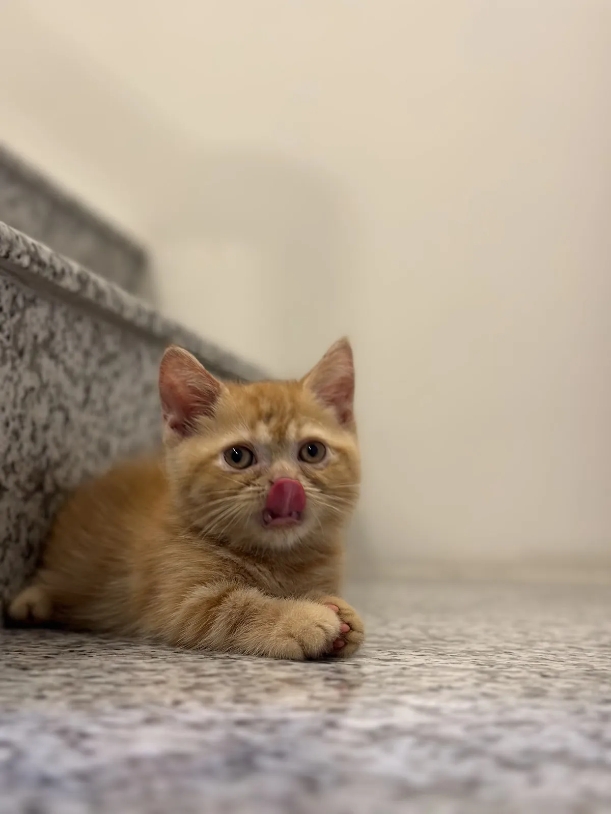 樂得寵物生活館（貓）